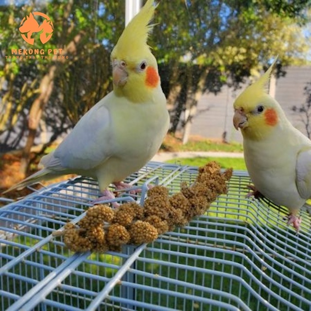vẹt cockatiel rất đang yêu và thân thiện với con người